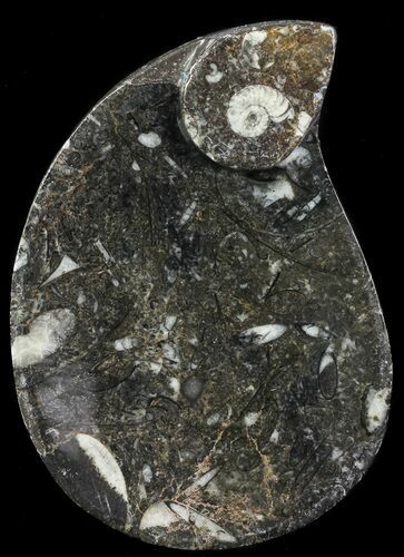 Teardrop Fossil Goniatite Dish - Stoneware #62443